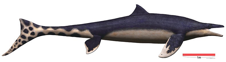 ワカヤマソウリュウロボットプロジェクト「よみがえる古代のいのち ワカヤマソウリュウ企画展」開催中！アドベンチャーワールドのスタッフが制作に関わったワカヤマソウリュウが泳ぐ姿を再現したロボットをお披露目