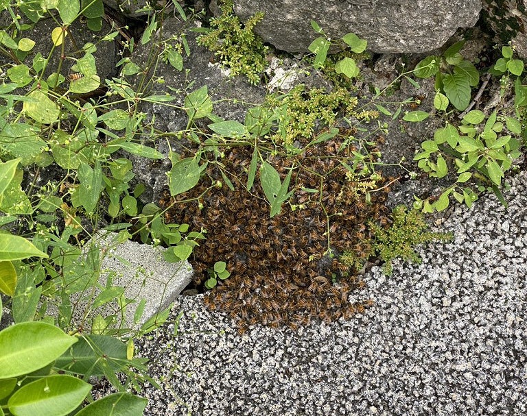 ミツバチたちのお引越し 沖縄の冬に見られる季節の自然現象「蜂球（ほうきゅう）」を発見！