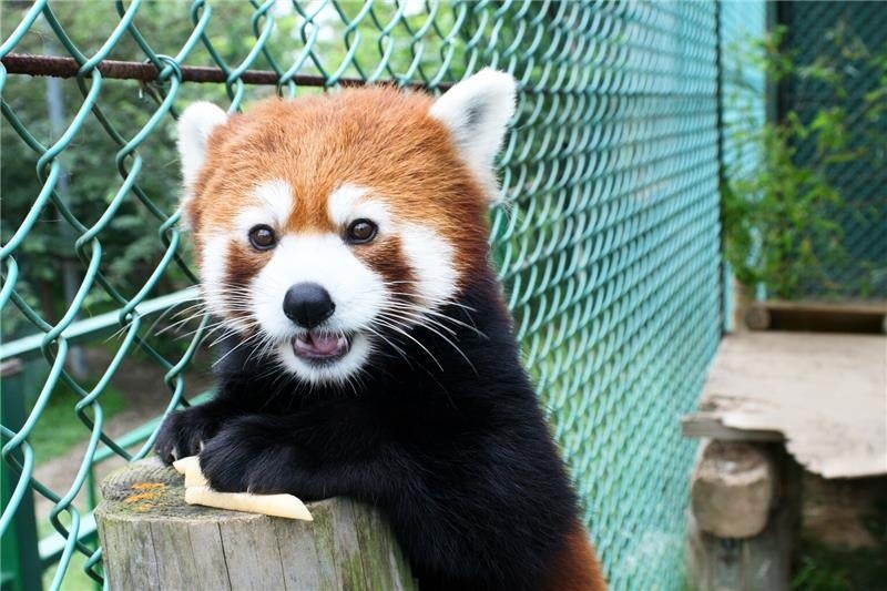 【JAF福島】東北サファリパークの入園料金が最大半額になるJAFアプリクーポンを配信開始しました