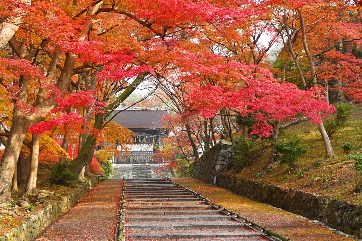 【京都・紅葉期間限定特別OPEN】毘沙門堂 ✕ BAIKAL Café歴史ある寺院で楽しむ、紅葉と洋菓子の特別なコラボレーション