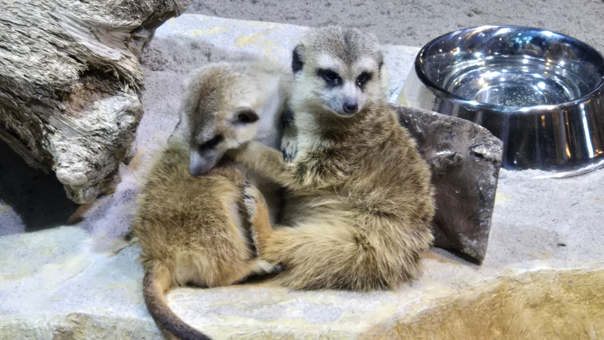【モクシー東京錦糸町】モクシー東京錦糸町でゴスペルと過ごすクリスマスナイト！-12月21日(日)開催
