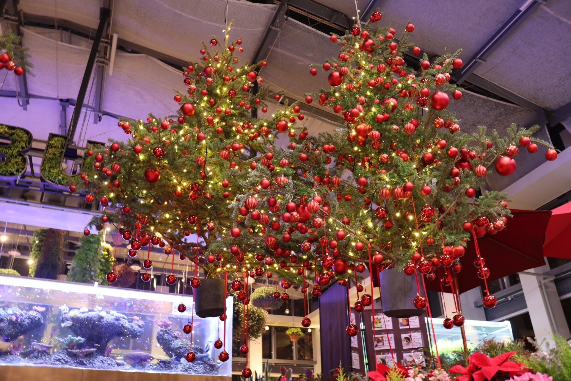 宙に浮いたクリスマスツリー「ツリーシャンデリア」が初登場！HANA・BIYORIのクリスマス2025