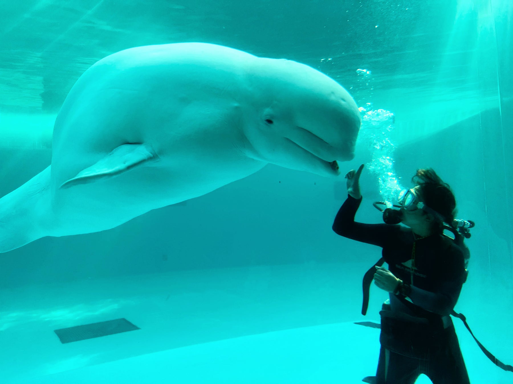 【リゾナーレ】冬の美味を味わう至福のひととき　「ふぐ」「蟹」「牛蒡」など、旬の食材を愉しむ冬限定ディナーコースを提供開始
