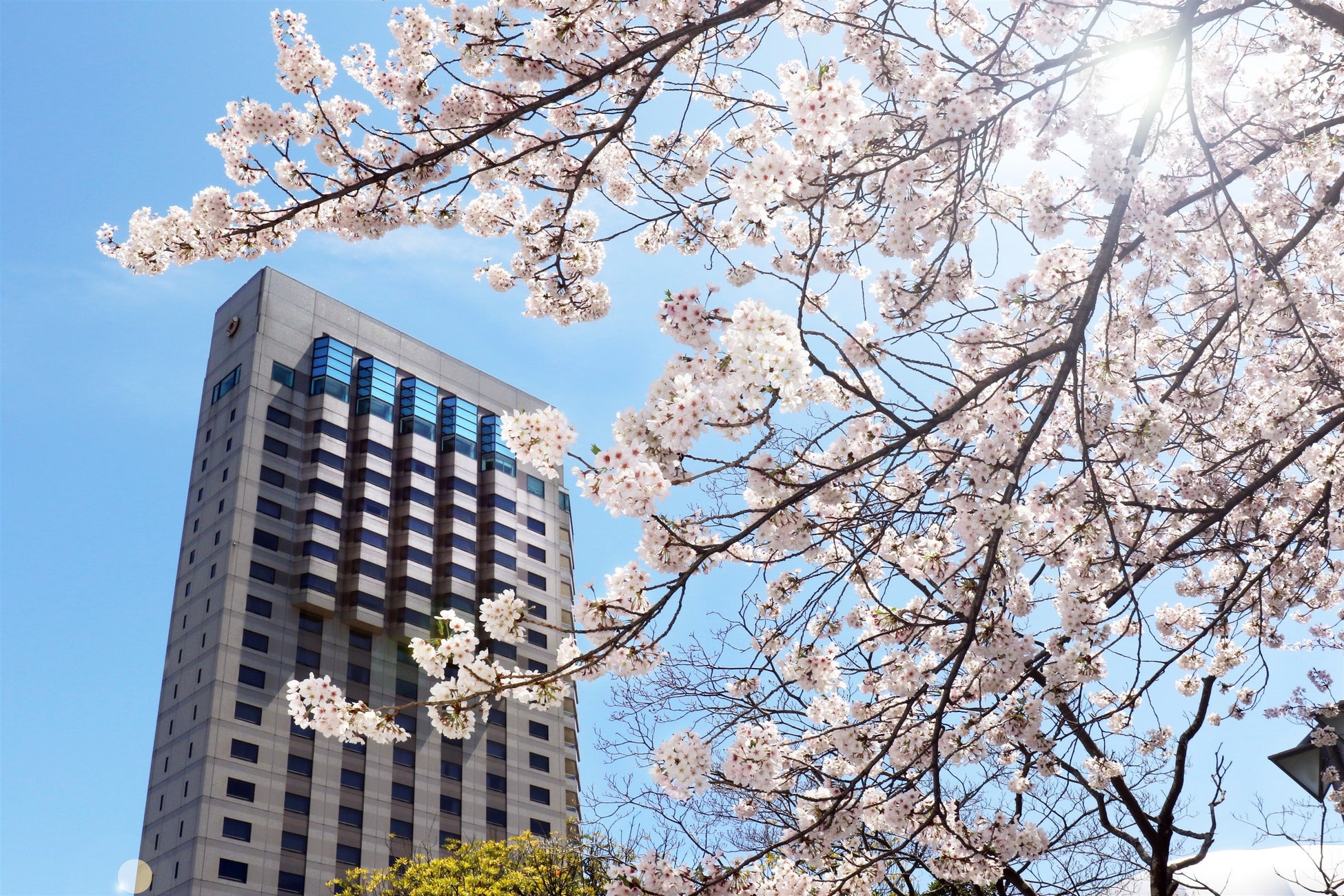 【一蘭の森 糸島限定】博多細麺＆たれの販売企画、12月1日より期間限定開催！