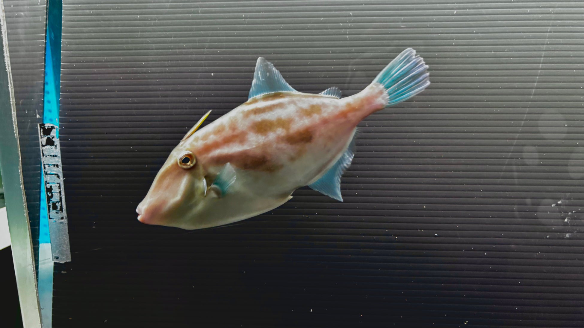 アゴダ、アジア各国の年末航空券トレンドを発表