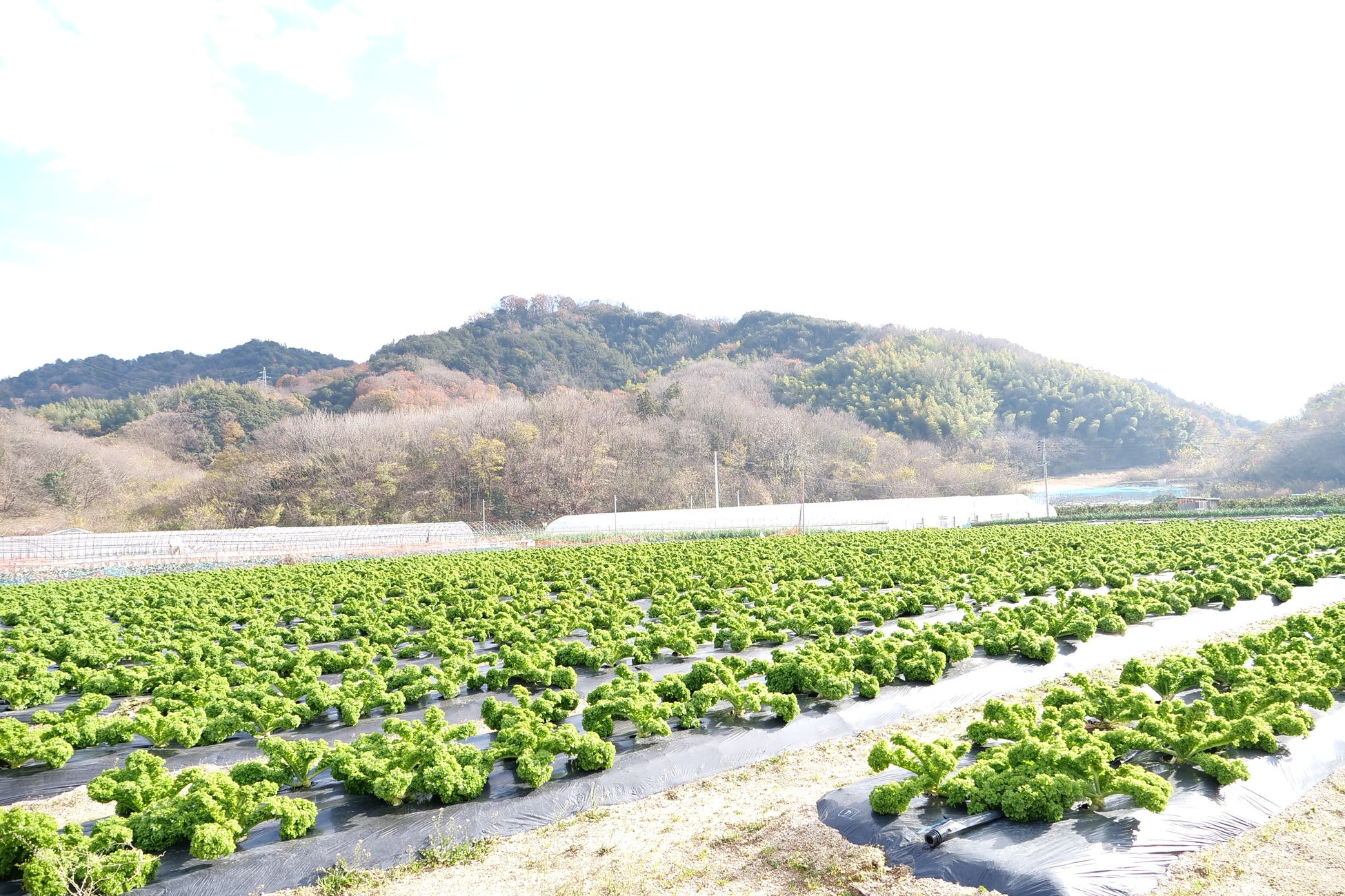 広島県因島産「しまなみリーフ」提供開始！― 船を造る会社が守り継いだ“幻の葉物野菜”を、キング軒が広島から全国へ ―