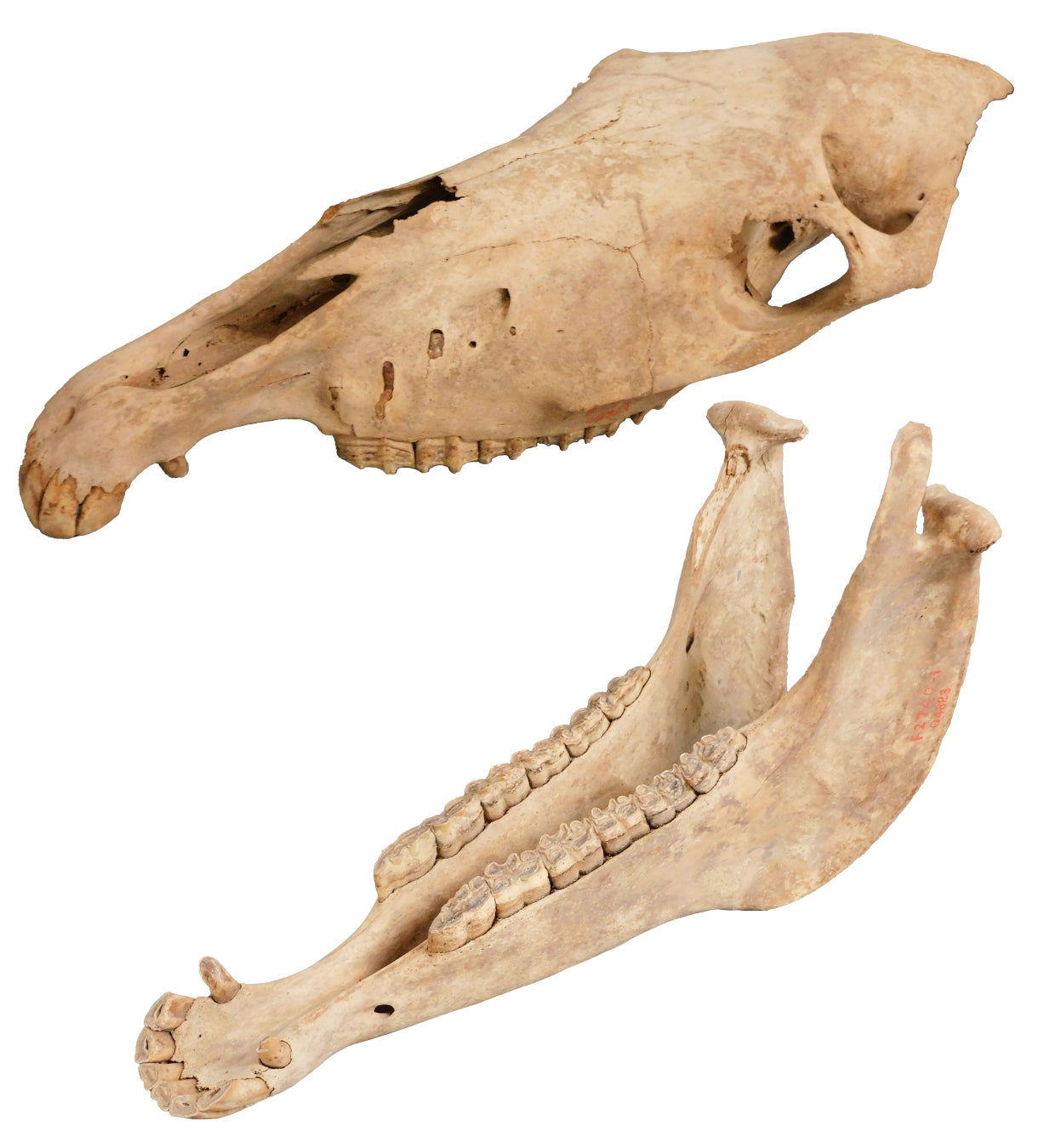 株式会社ティーケーピーのアパホテルフランチャイズ20棟目 アパホテル〈大分駅前〉本日開業