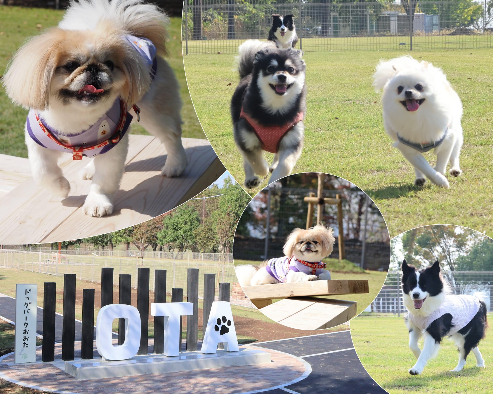 12月6日（土）より『ムーミン谷でゆきあそび』がバージョンアップコケムス前芝生広場は「そりあそび広場」に！