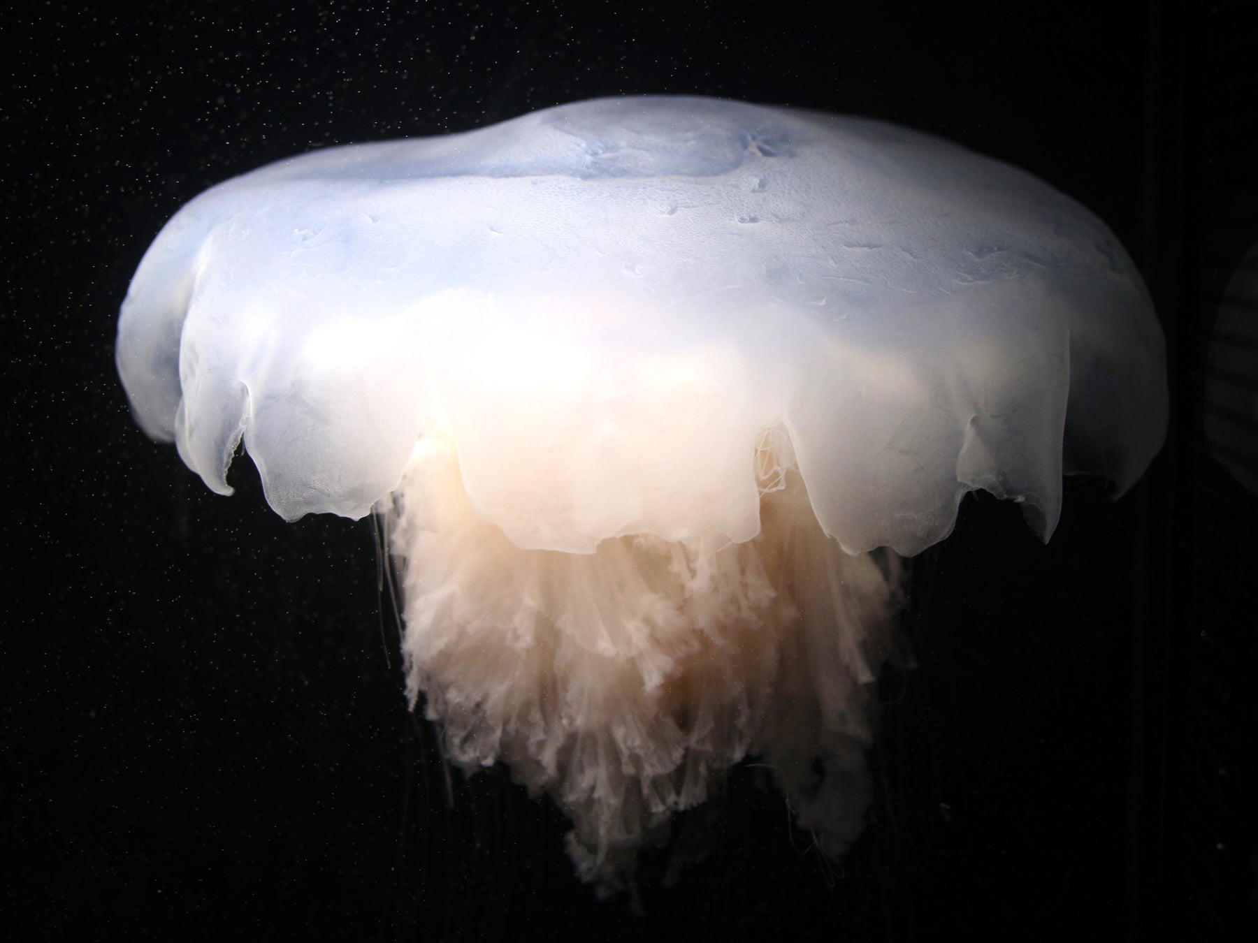 年末年始は韓国旅行が驚きのおトクに！「トラベロカ（Traveloka）」が今年最後の「12.12! SUPER SALE」を開催