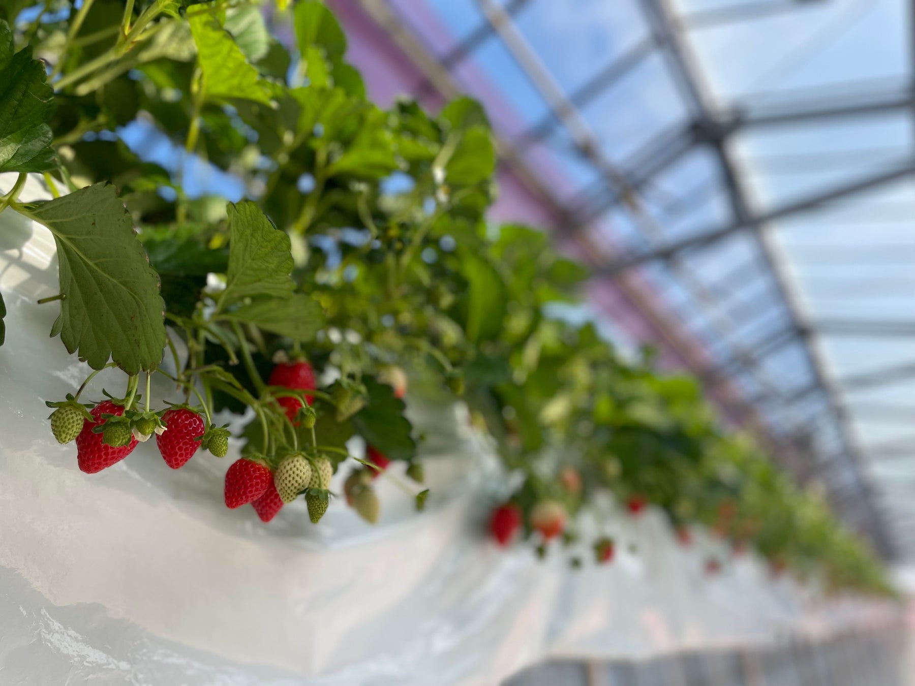 【川越プリンスホテル】埼玉県産ブランド稀少ないちご“あまりん”などを使用した“いちご”尽くしの宿泊プラン「小江戸冬・春旅 ‐いちご一会（いちえ）‐」を販売