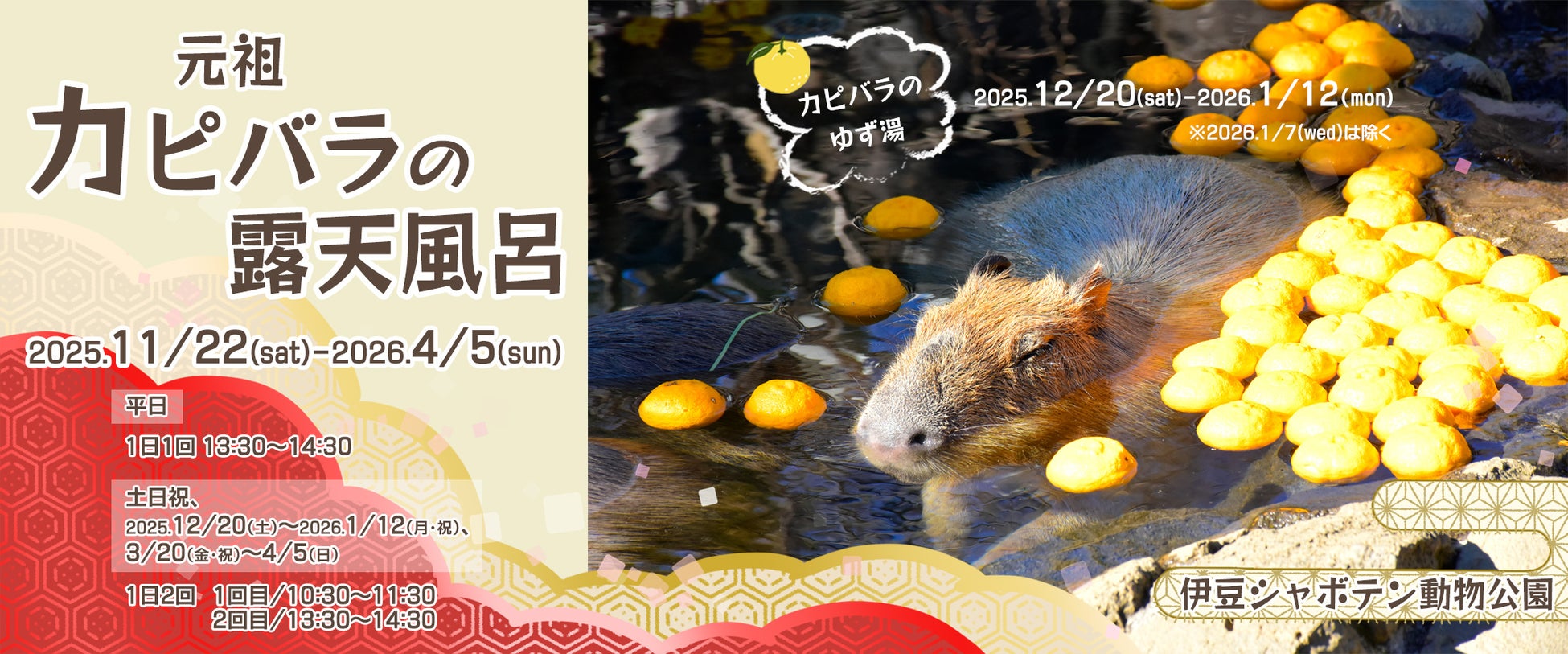 伊豆シャボテン動物公園で恒例の「カピバラのゆず湯」を開催 ～2025.12/22(月)は「冬至」！ カピバラもゆず湯でぽっかぽか～