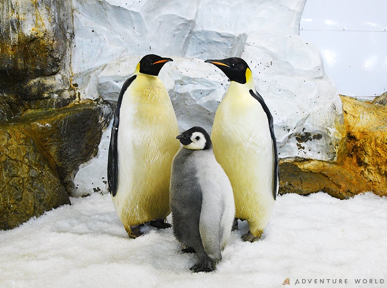 世界初、エンペラーペンギンの人工授精で有精卵の確認に成功　種の保存と繁殖技術の確立に向けた大きな一歩