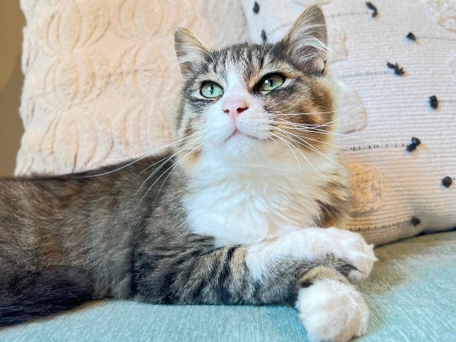 【関東】猫がいる宿・猫と泊まれる宿おすすめ10選