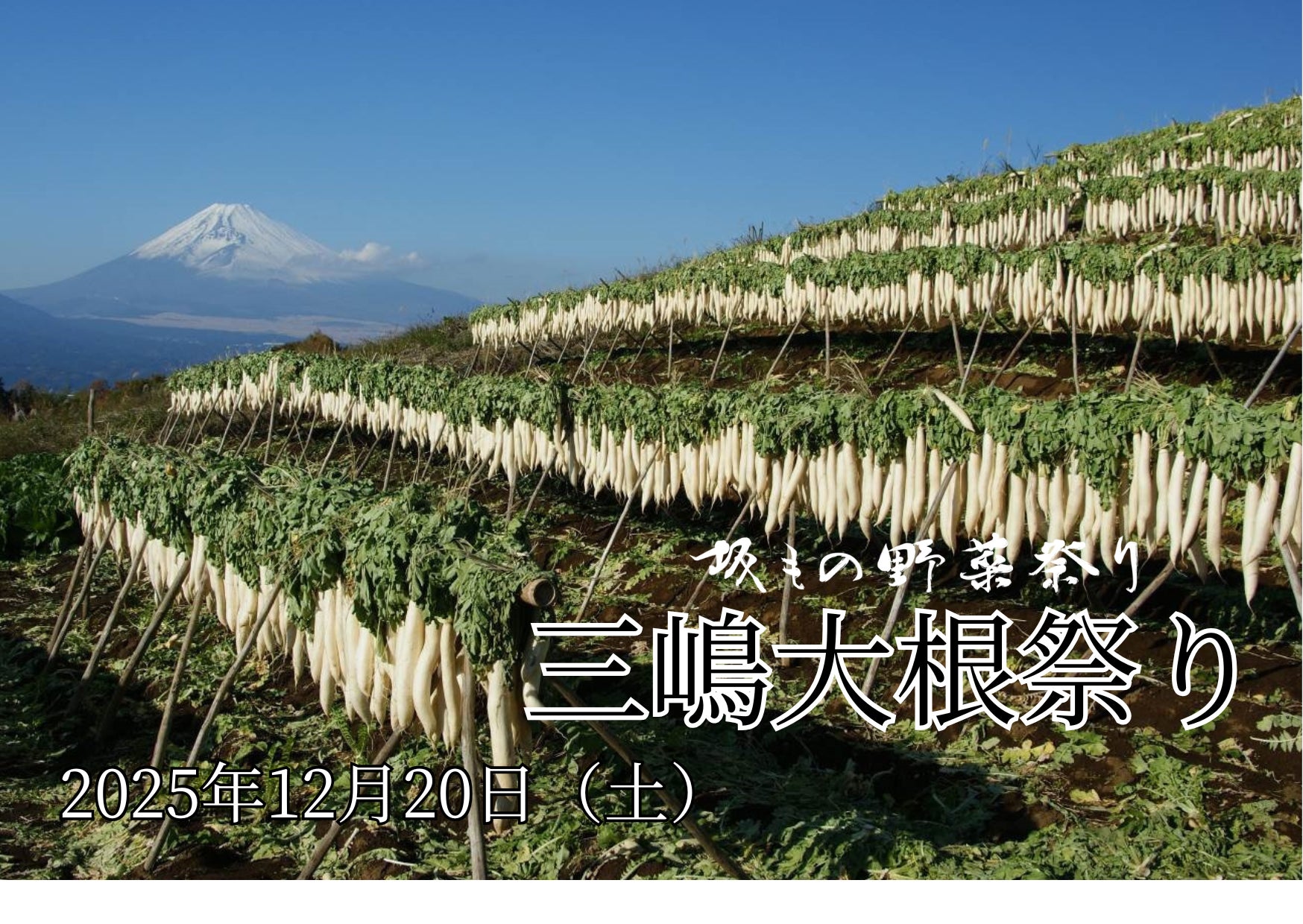 【静岡・三島】伝統のたくあん漬けや大根料理を堪能！坂もの野菜祭り「三嶋大根祭り」開催。JAファーマーズマーケットみしまるかん・三島スカイウォークで12月20日に開催