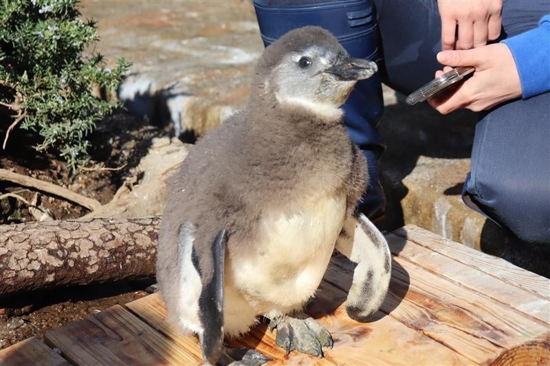 ストロベリーデザートや前菜と選べるメインを堪能するナイトビュッフェ、いちごを全メニューに使用したイタリアンコースが新登場 ラグジュアリーホテルのウィンター ストロベリーナイト