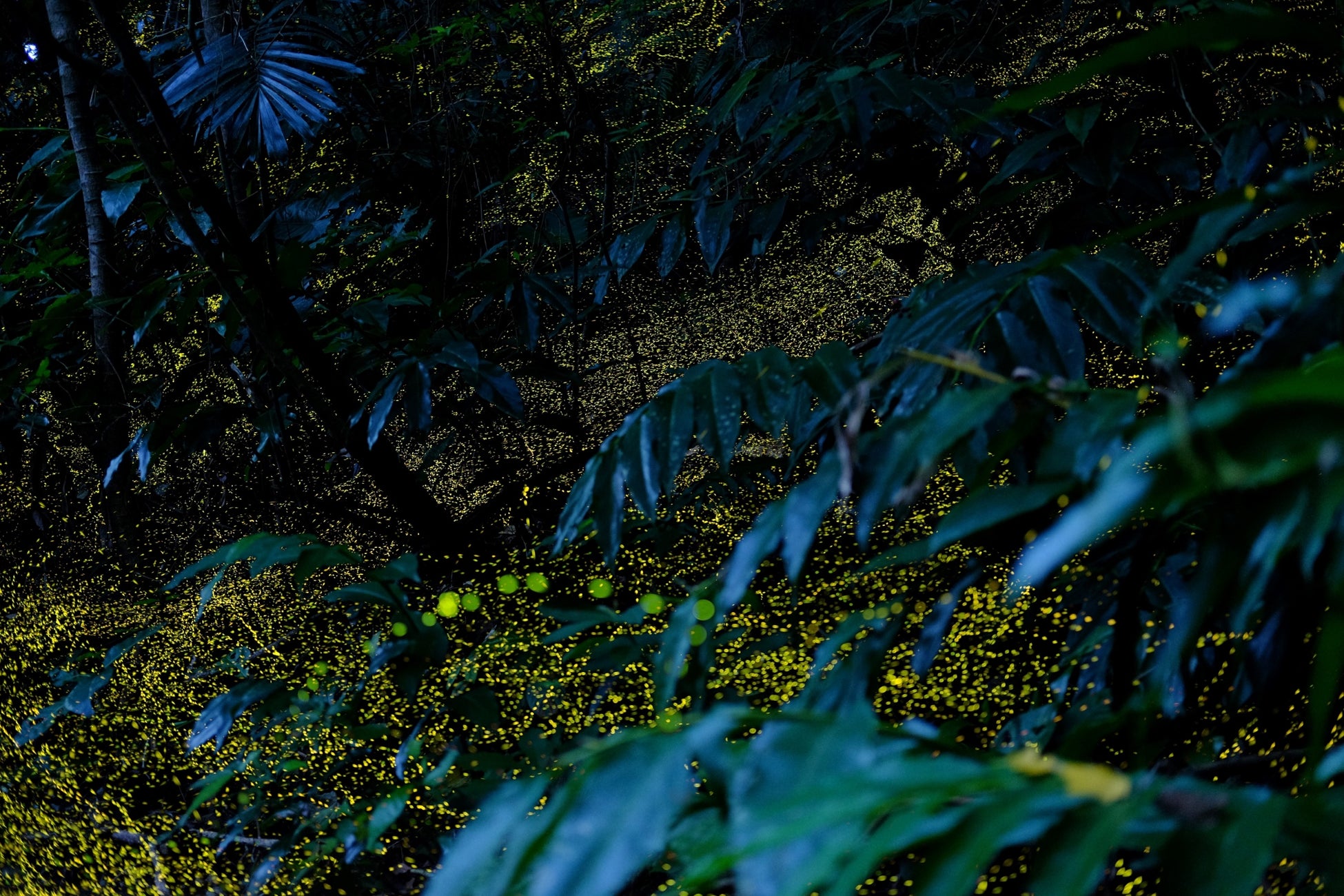 【西表島ホテル】春の夜しか見られない、ホタルが織りなす森のイルミネーションに没入する「ヤエヤマヒメボタル観賞プライベートツアー」1日1組限定で開催