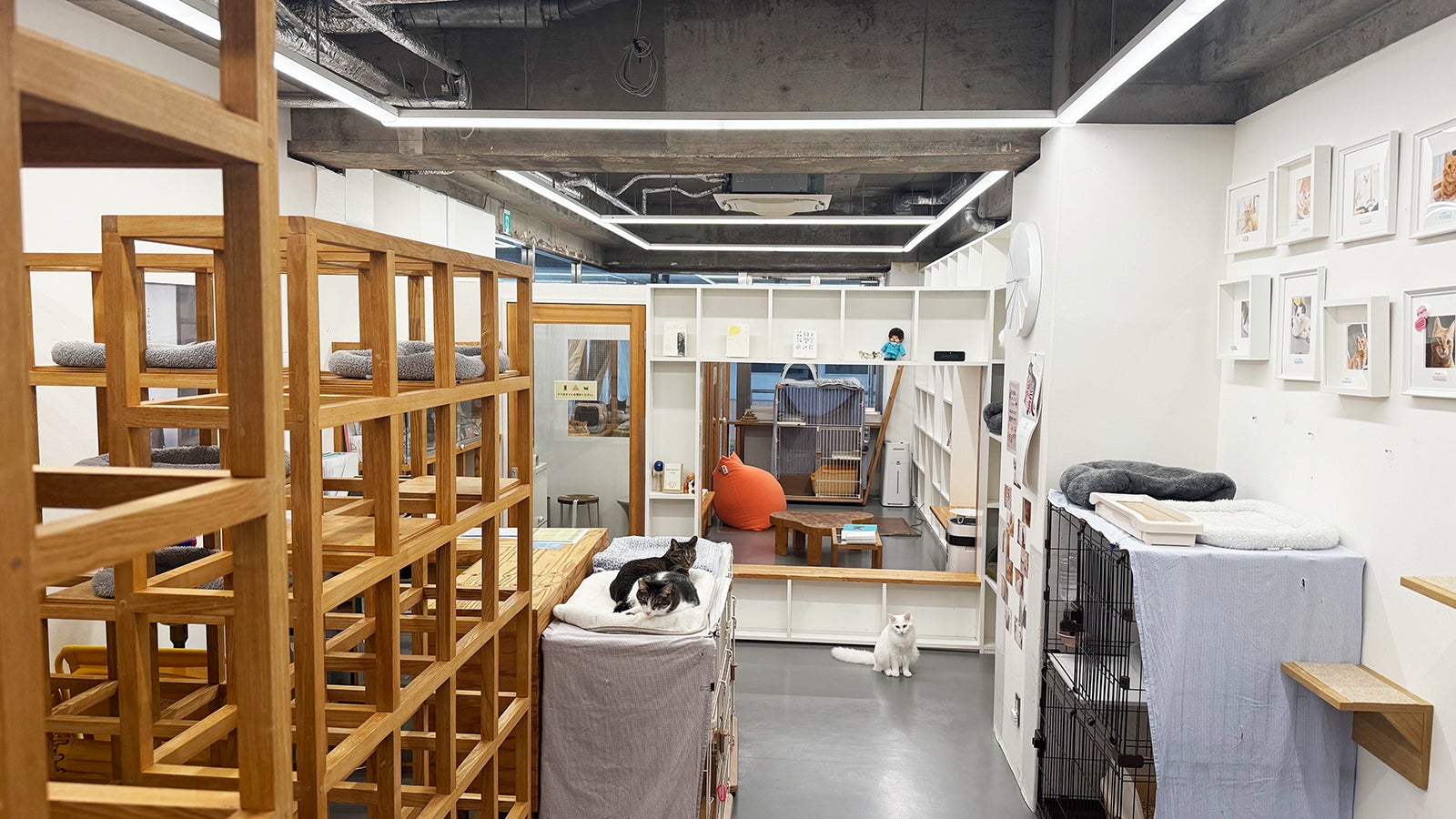 保護猫カフェ「ネコリパブリック広島」、平日の“同時入店を1組限定”に変更