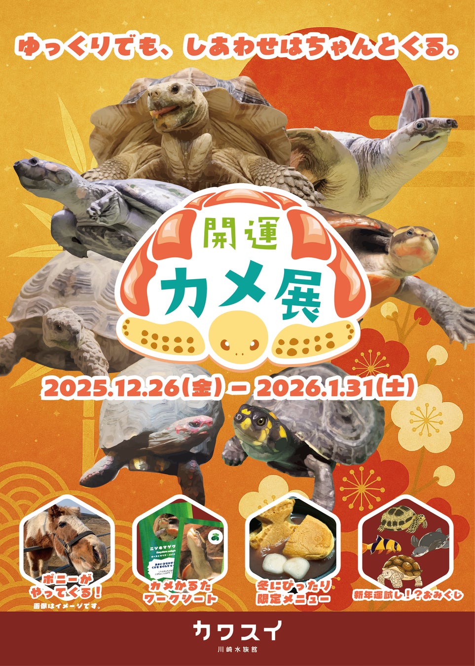 【カワスイ 川崎水族館】縁起の良いカメ＆干支のポニーが集合！家族で楽しむ「開運カメ展」を12月26日より開催！