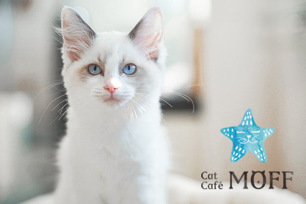 仔猫たちと過ごす“あたたかな冬”。12月23日『Cat Café MOFF』川口前川にオープン！