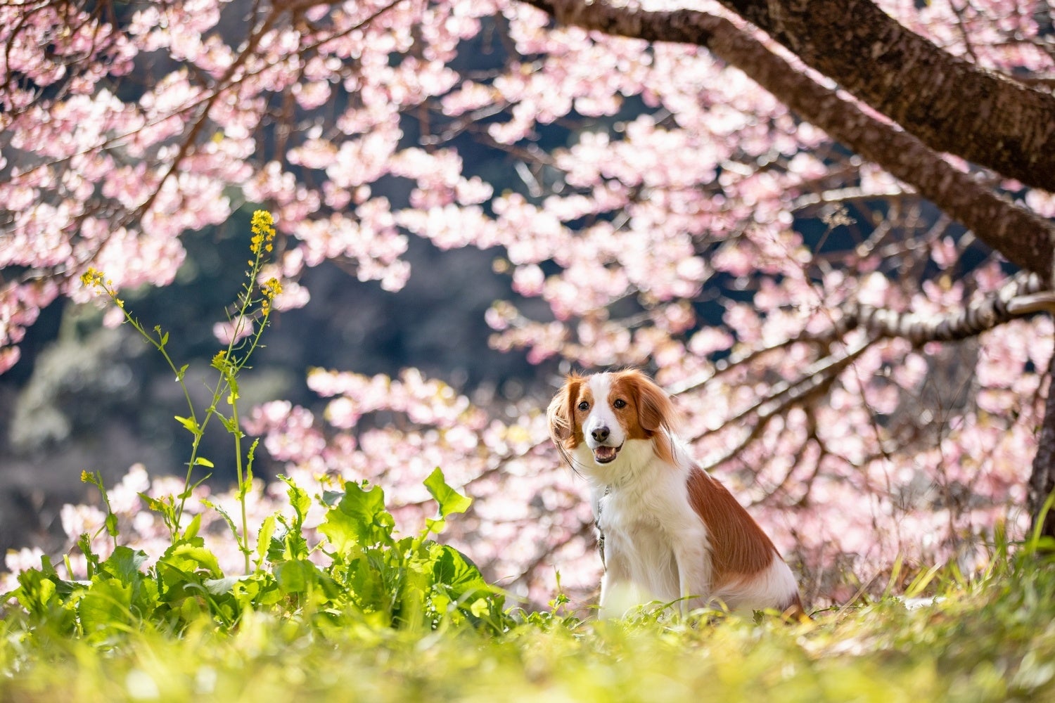 【下田プリンスホテル】　館内でも外でも桜尽くし、ワンちゃんと春の思い出づくり「ワンちゃんと楽しむ！ひと足早い桜ステイ」プランを販売開始