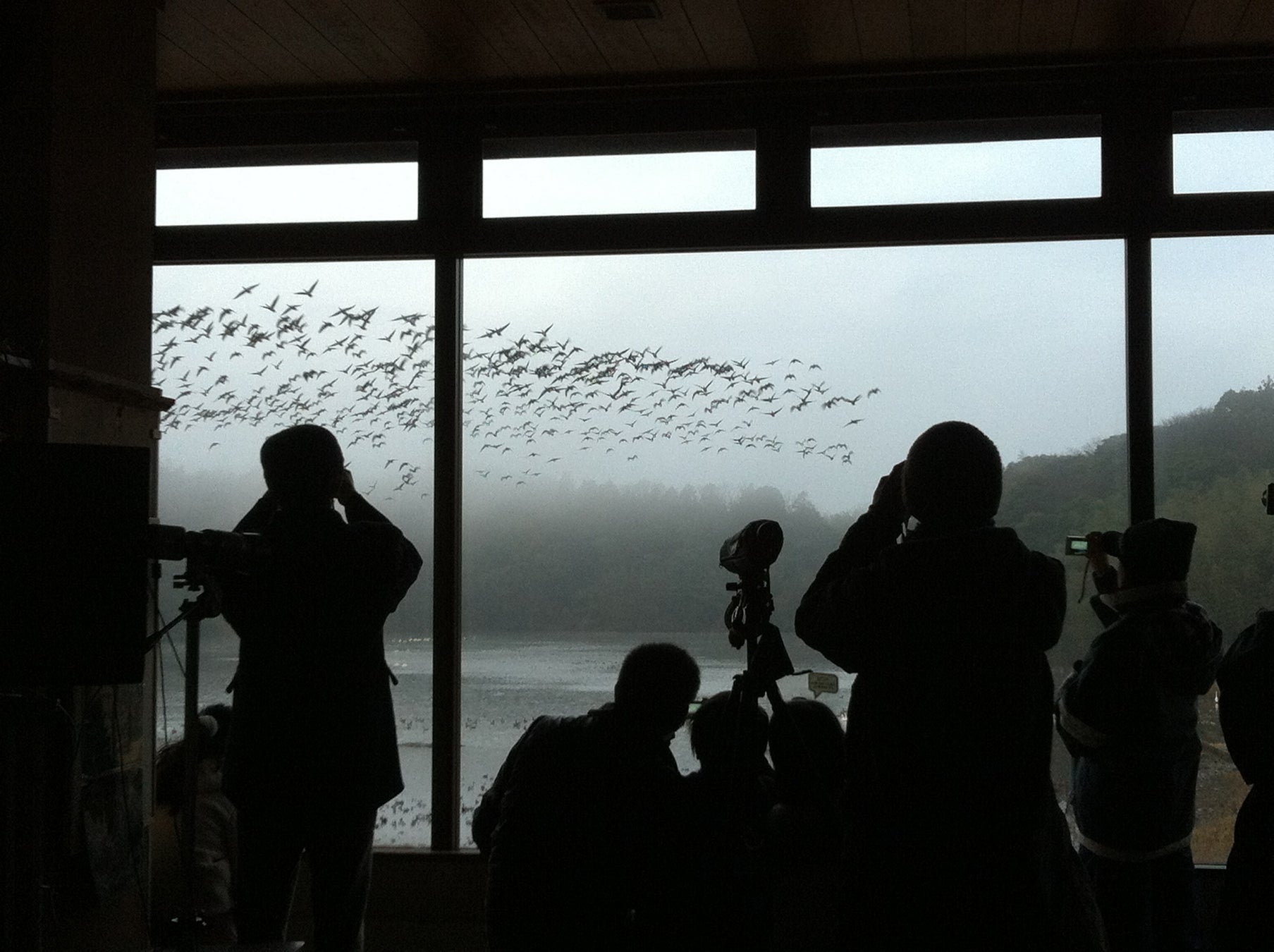 【加賀温泉郷】夜明けの鴨池で出会う感動の瞬間！レンジャー解説付き「ガンの飛び立ち観察」