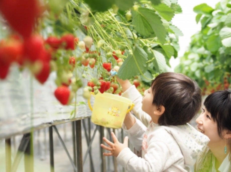 【福助ファーム】6種類のいちごを食べ比べ！地域最大級の農場で始まった、三田の贅沢いちご狩り。