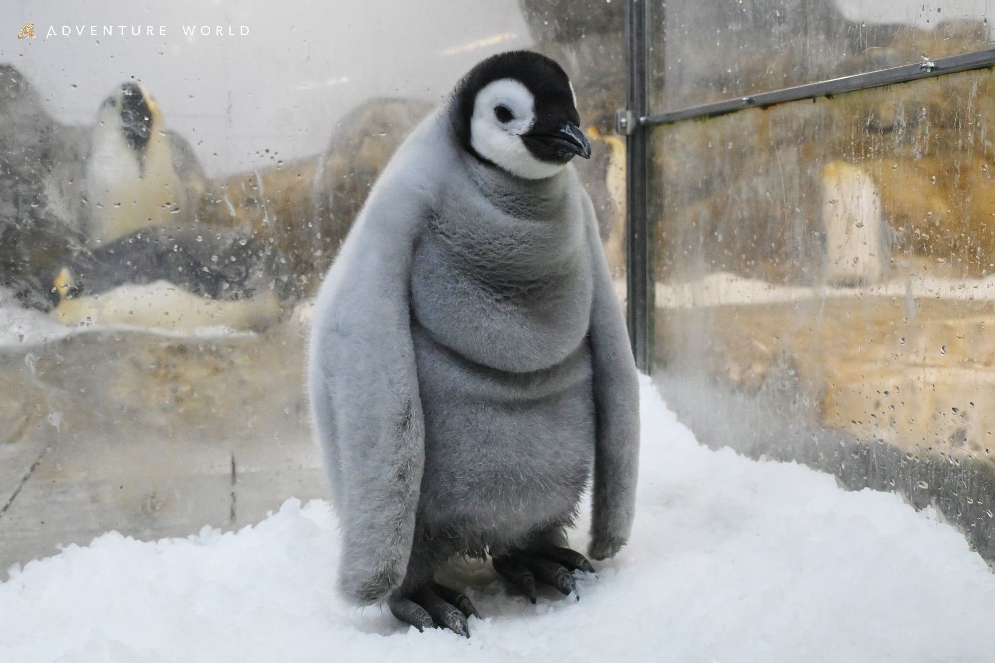 年末の大掃除！次の一年も健やかに過ごせますように エンペラーペンギン親子の部屋を隅々までキレイに