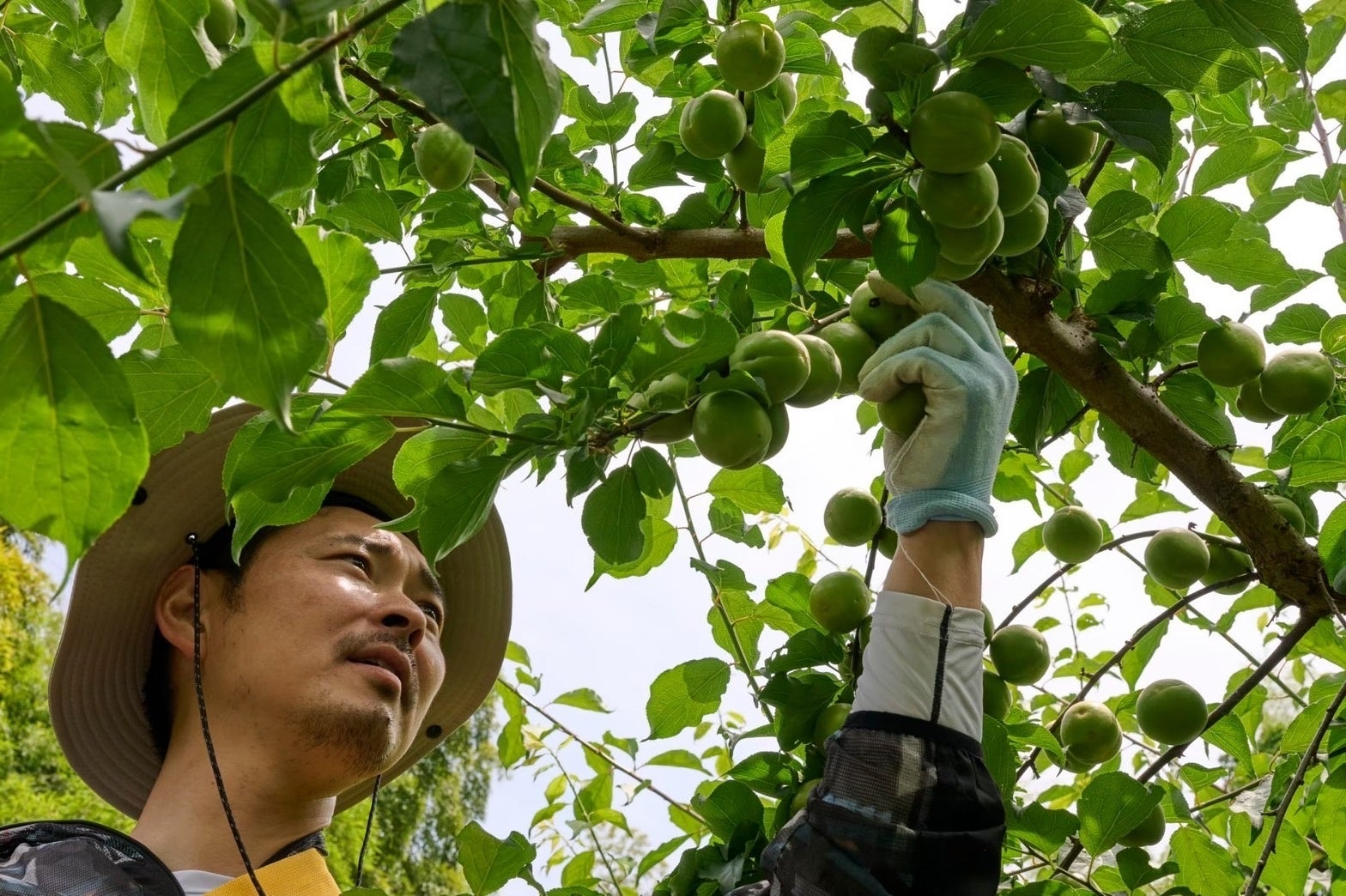 日本一の梅の里・和歌山県みなべ町へ。梅農家が案内する梅畑ガイドツアーとオリジナルブランド梅酒4種のテイスティング体験を提供開始【グランドメルキュール和歌山みなべリゾート&スパ】