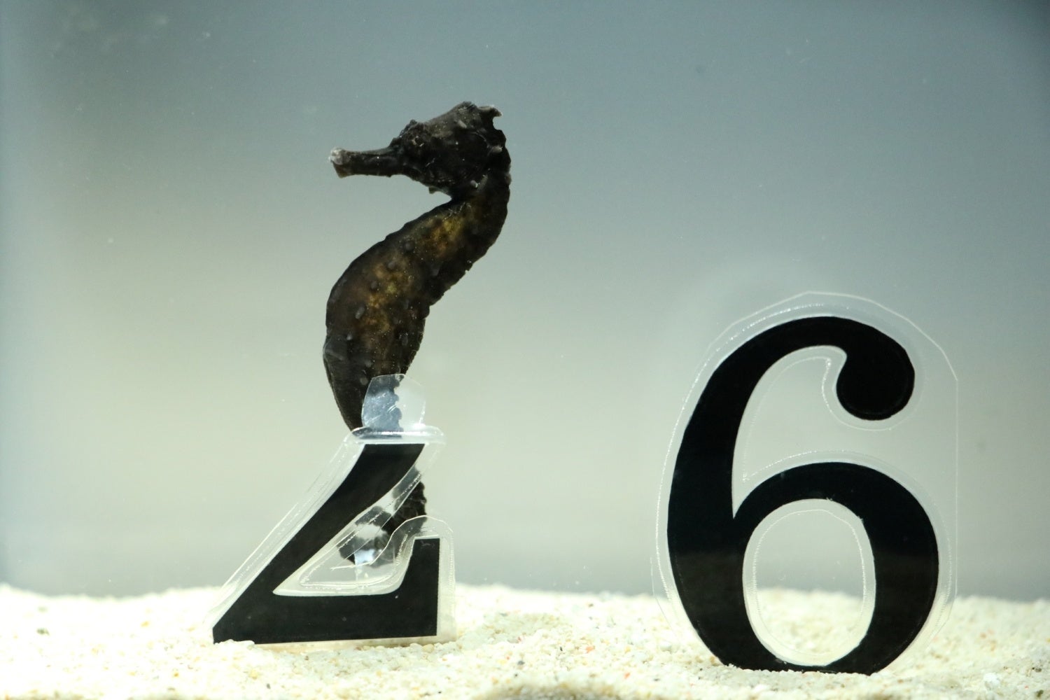 新春アクアワールド2026開催！アシカによる“書初めパフォーマンス”他、水族館の生きものたちと一緒に、新年の訪れをお祝いしよう！