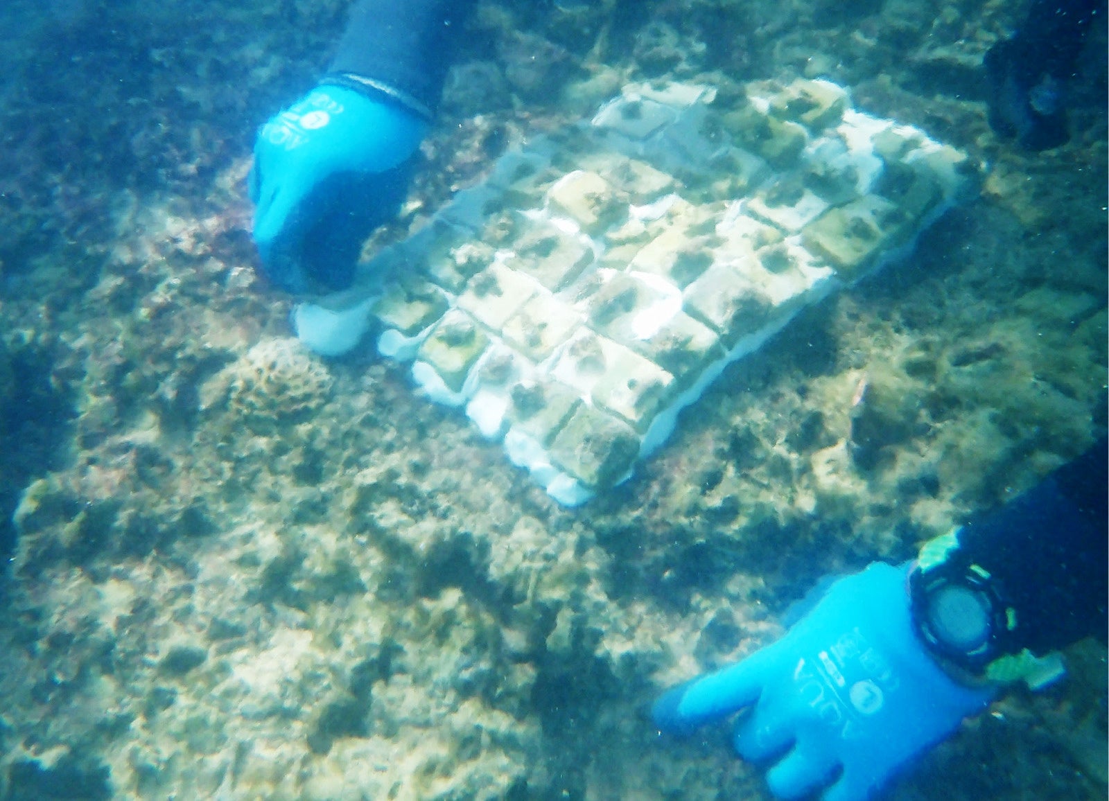 「美ら海サンゴ大作戦2025」キャンペーン結果報告　沖縄県浦添市港川の海に160本の養殖サンゴを移植