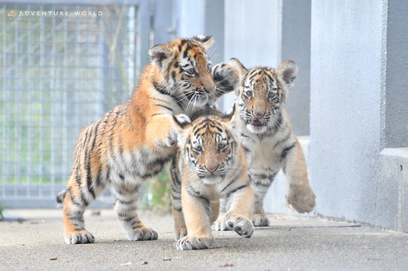 AS2OVからブランド初のコットテントが登場　新作アウトドアギアの予約開始