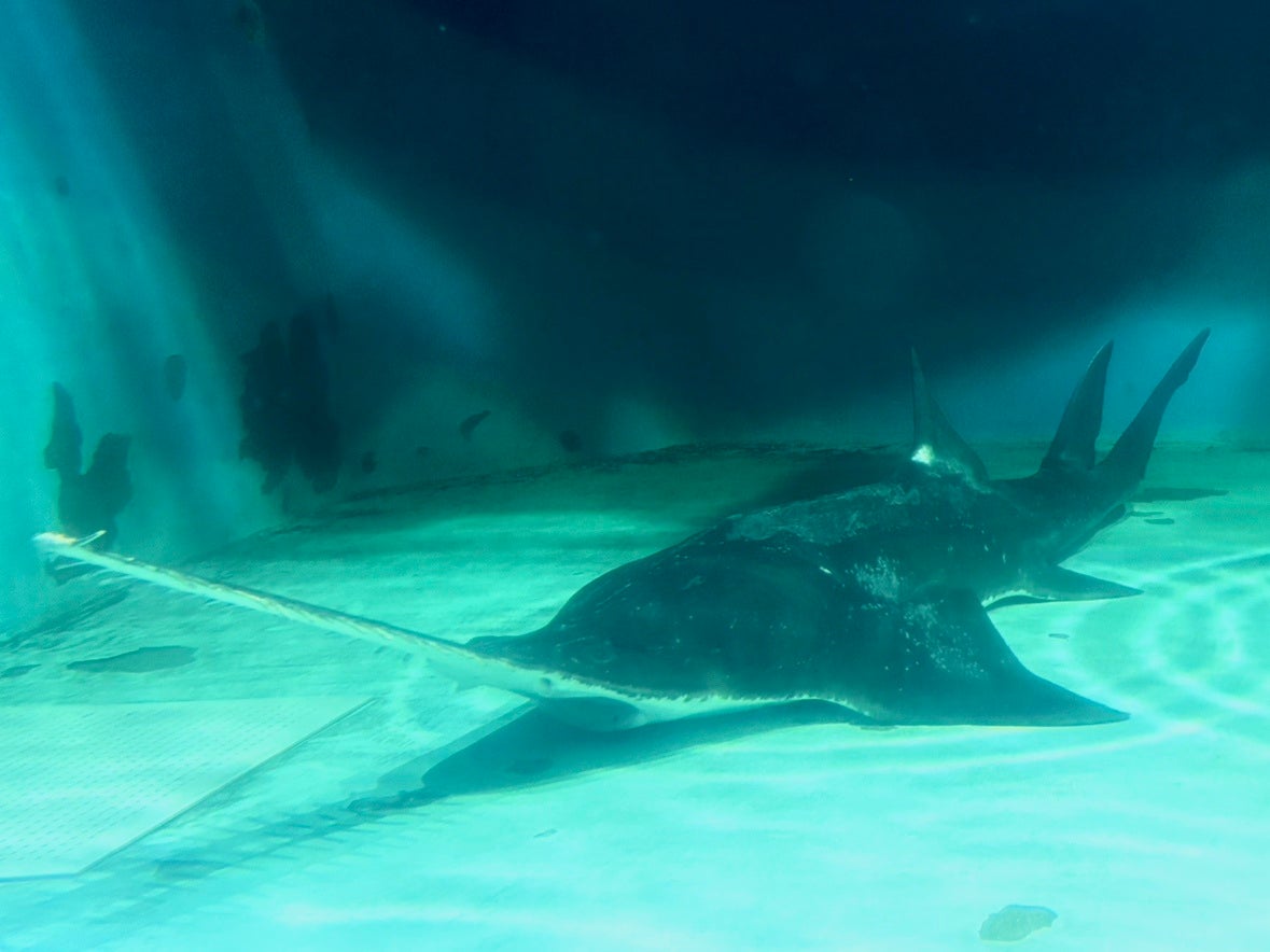 日本最長飼育記録を更新し続ける“絶滅危惧種”ノコギリエイの展示が復活！