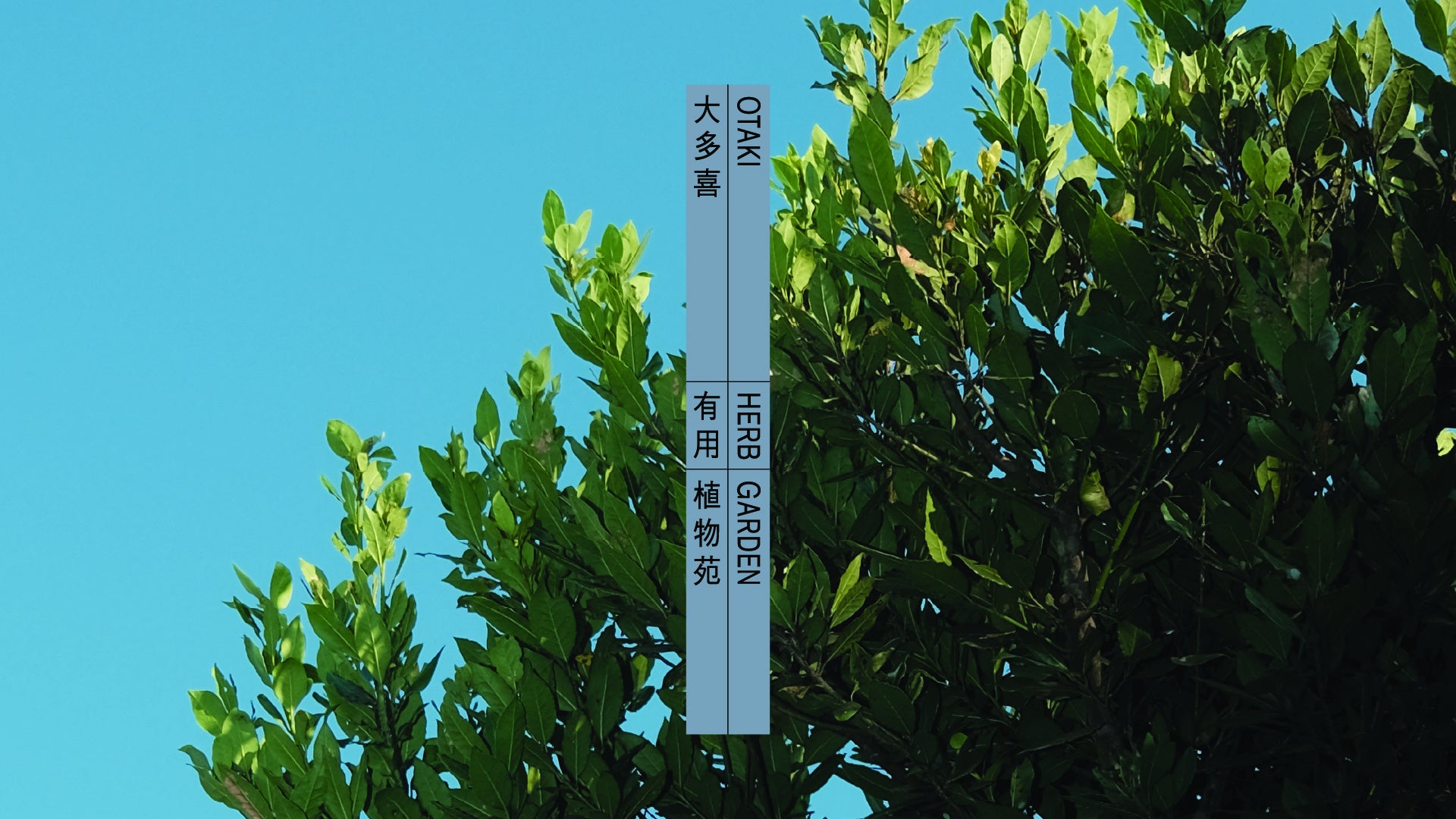 千葉県大多喜町に「大多喜有用植物苑」プロジェクトが始動