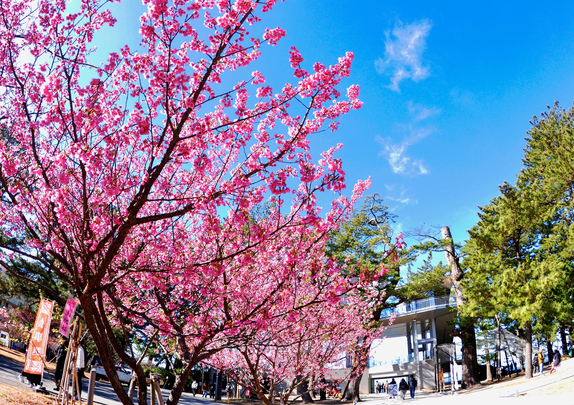 １月に満開！日本で最も早咲きの桜「土肥桜」×「夕陽」の街で、時の移ろいを楽しむ『開運桜詣で』モニターツアーを開催！