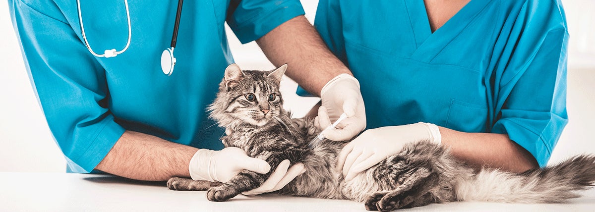 【JWマリオット・ホテル東京】冬の味覚「苺」と「チョコレート」が主役の心華やぐ２つのアフタヌーンティーが登場