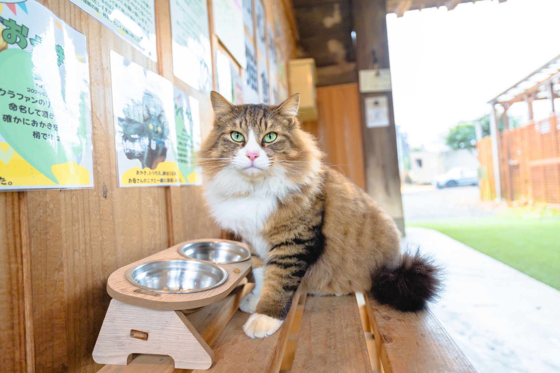 【限定プラン】CS旅チャンネル『新・旅猫ロマン』放映後に問い合わせ急増！千葉・富津の「猫と暮らす古民家グランピング和心村」が、看板猫とふれあえる放送記念プランの販売を強化