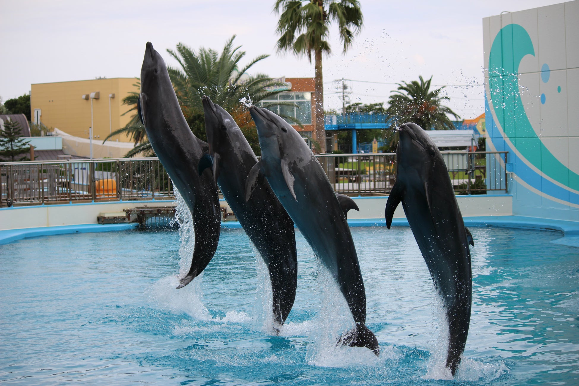 【南知多ビーチランド】12月31日は希望者全員がイルカと握手！大晦日限定の特別イベントを開催＜愛知＞