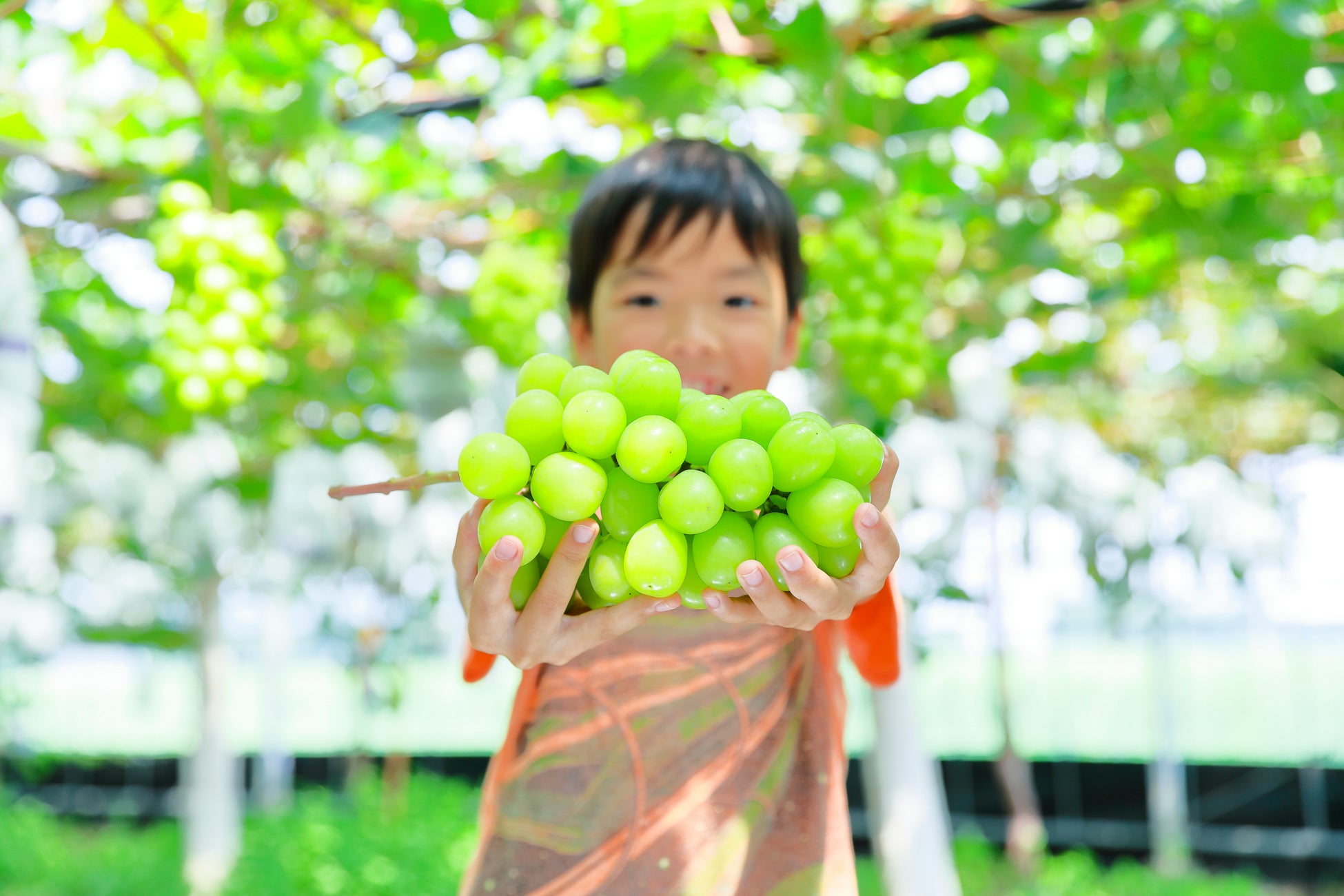 【熊本県ふるさと納税】熊本の四季を味わう“観光農園吉次園の「旬を味わうフルーツ狩りパスポート」”を新たに提供開始