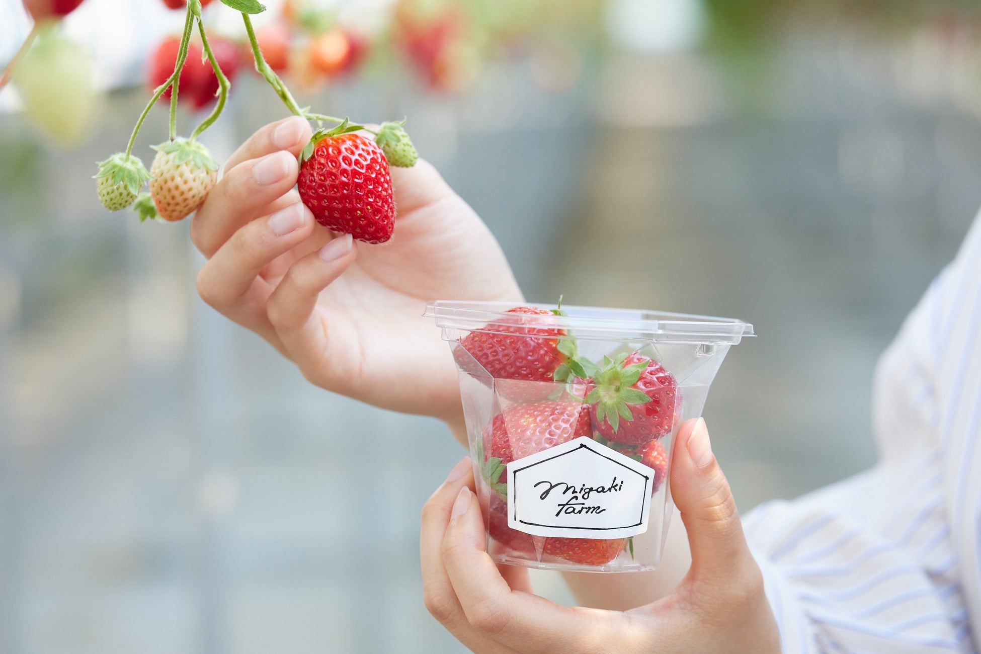 ＜MIGAKI FARM＞いちご狩り1月2日スタート！人気のプレミアムプランが再登場　併設カフェではミガキイチゴたっぷりいちごパフェも