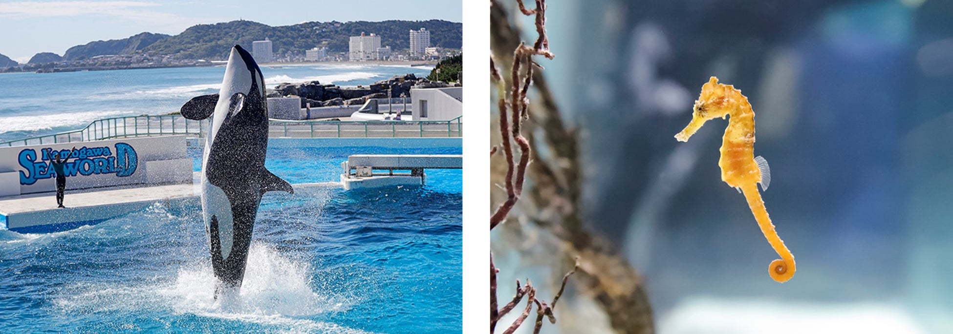 【鴨川シーワールド】ホリデーシーズン後半も海の動物と！ 年末年始も鴨川シーワールドへ！イベント多数開催！！