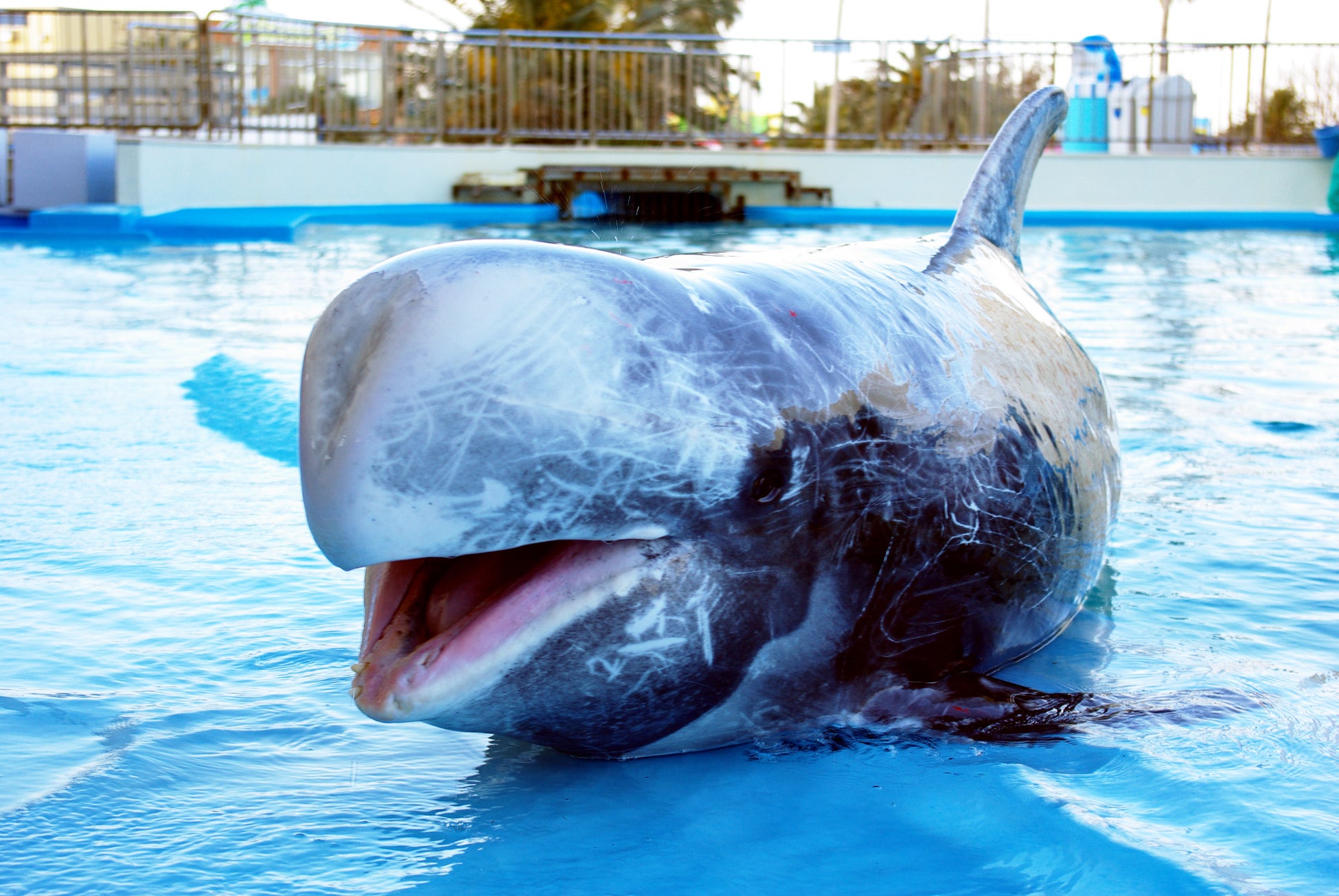 1月27日生まれは入園無料！交雑種イルカ「プリン」33歳の誕生日を祝う特別イベント開催。同い年の33歳なら入園料が「33円」に！【南知多ビーチランド】愛知