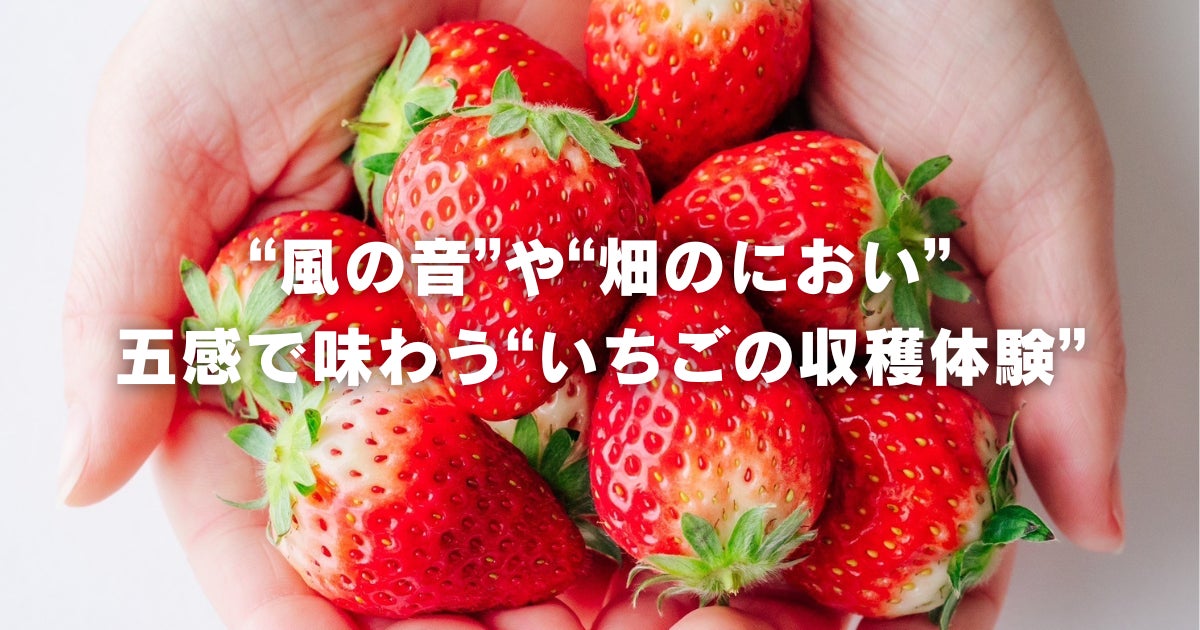 インドネシア・ジャカルタから鉾田市へ。海外展開を視野に入れるいちご農家で収穫体験　チイオシ第六弾を開催