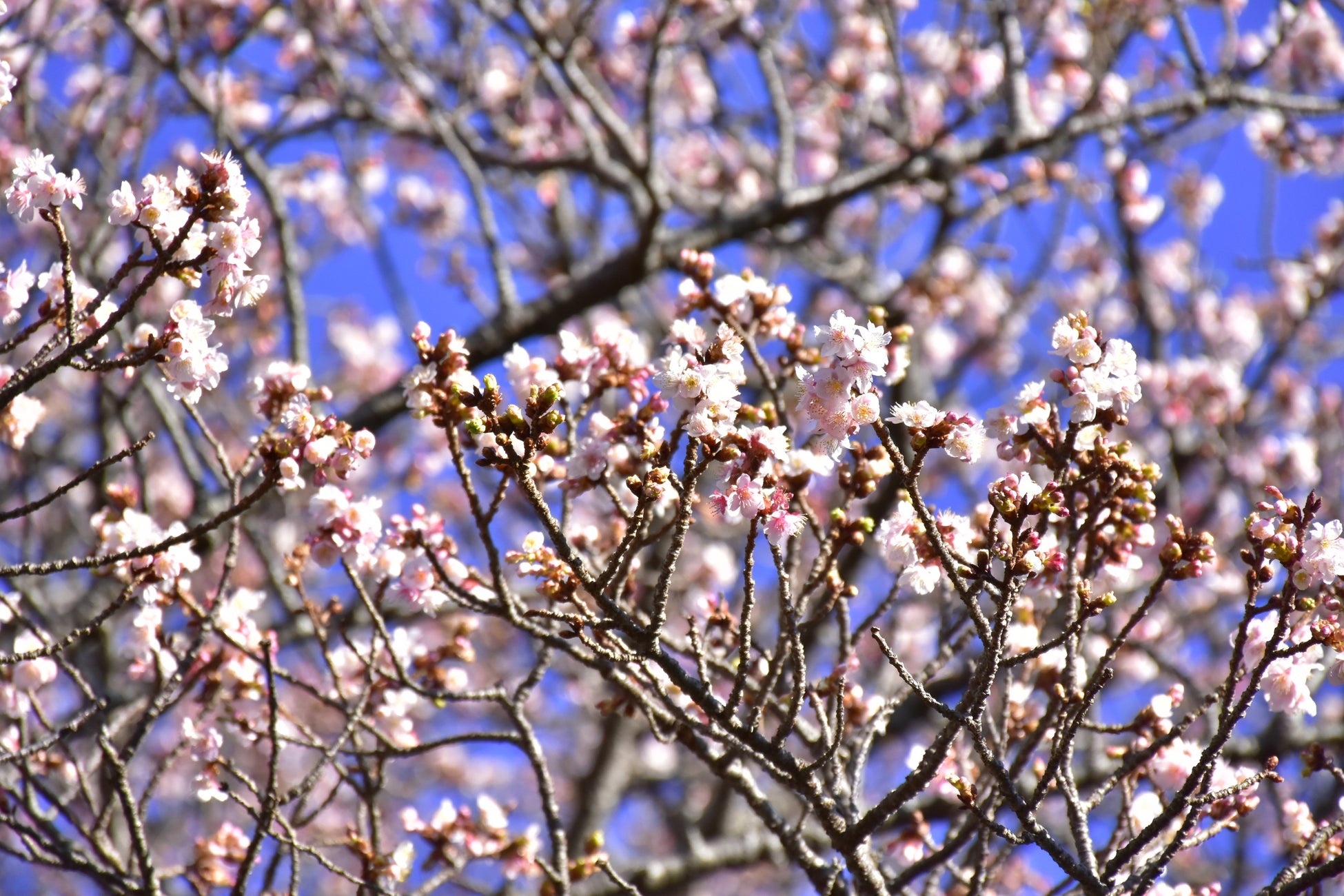 伊豆・城ケ崎海岸のフラワーガーデンに春の足音が！ニューヨークランプミュージアムで例年より早く寒桜の見頃がはじまる