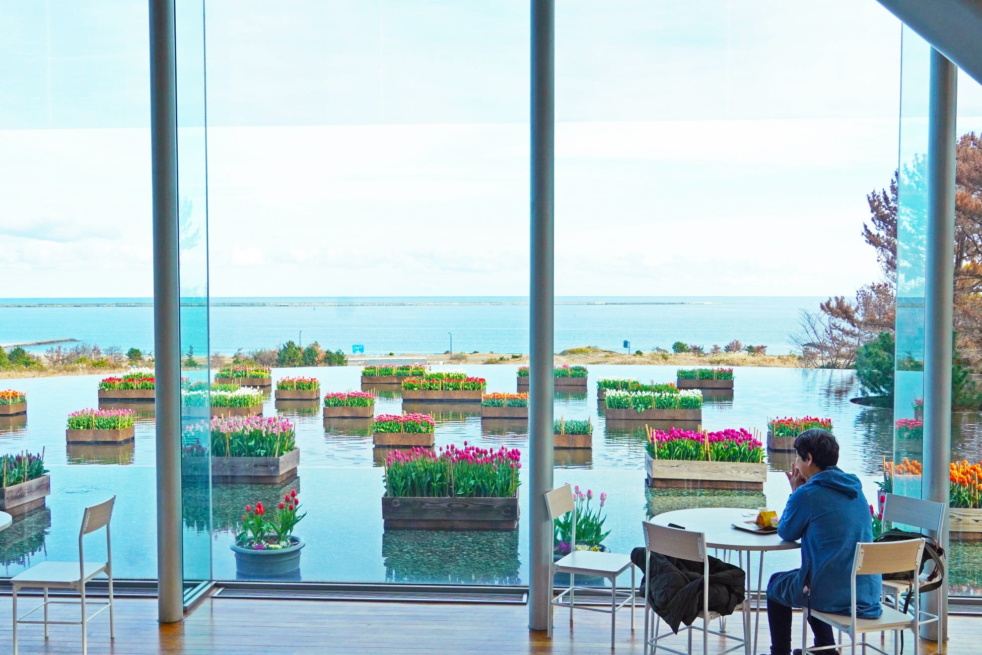 冬の園内を彩る　「アイスチューリップ」明日見頃を迎えます（国営ひたち海浜公園）