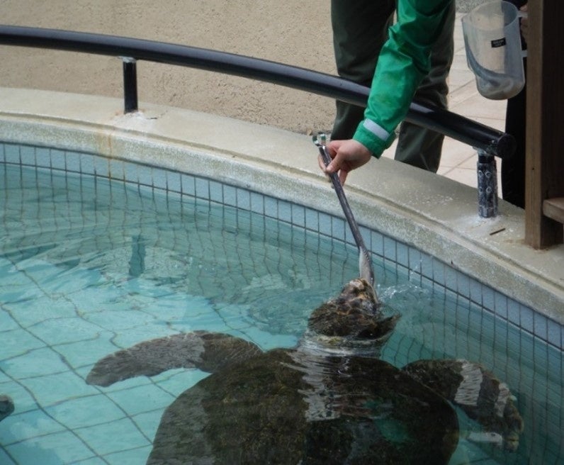 【壱岐リトリート海里村上】一年でこの時季だけの紫ウニを味わい尽くす期間限定プランの販売を開始
