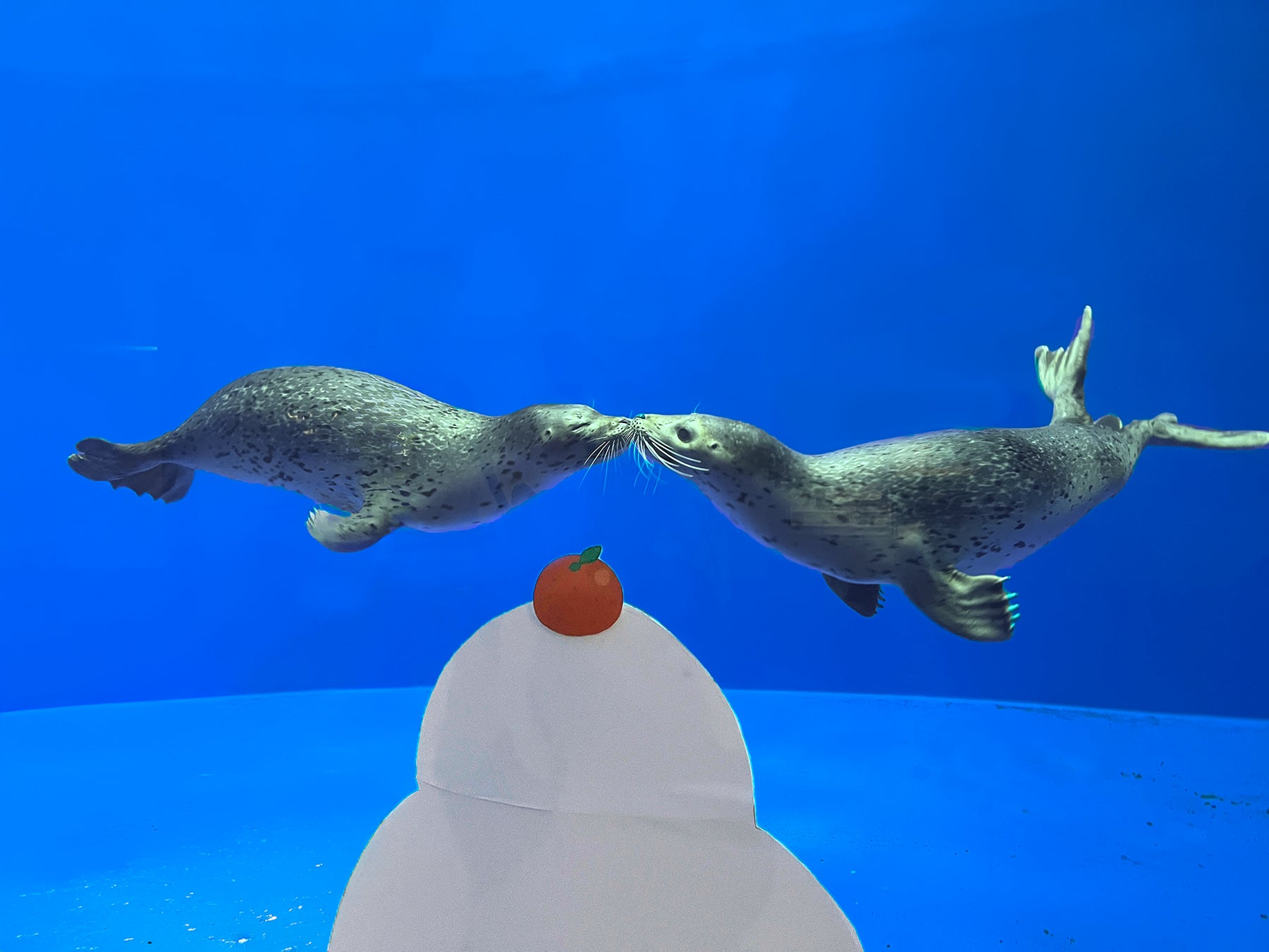 【上越市立水族博物館 うみがたり】３日間限定！「鏡開き」にちなみ飼育スタッフがトーク『アザラシのおはなし』【２０２６年１月１０日（土）〜１月１２日（月・祝）】