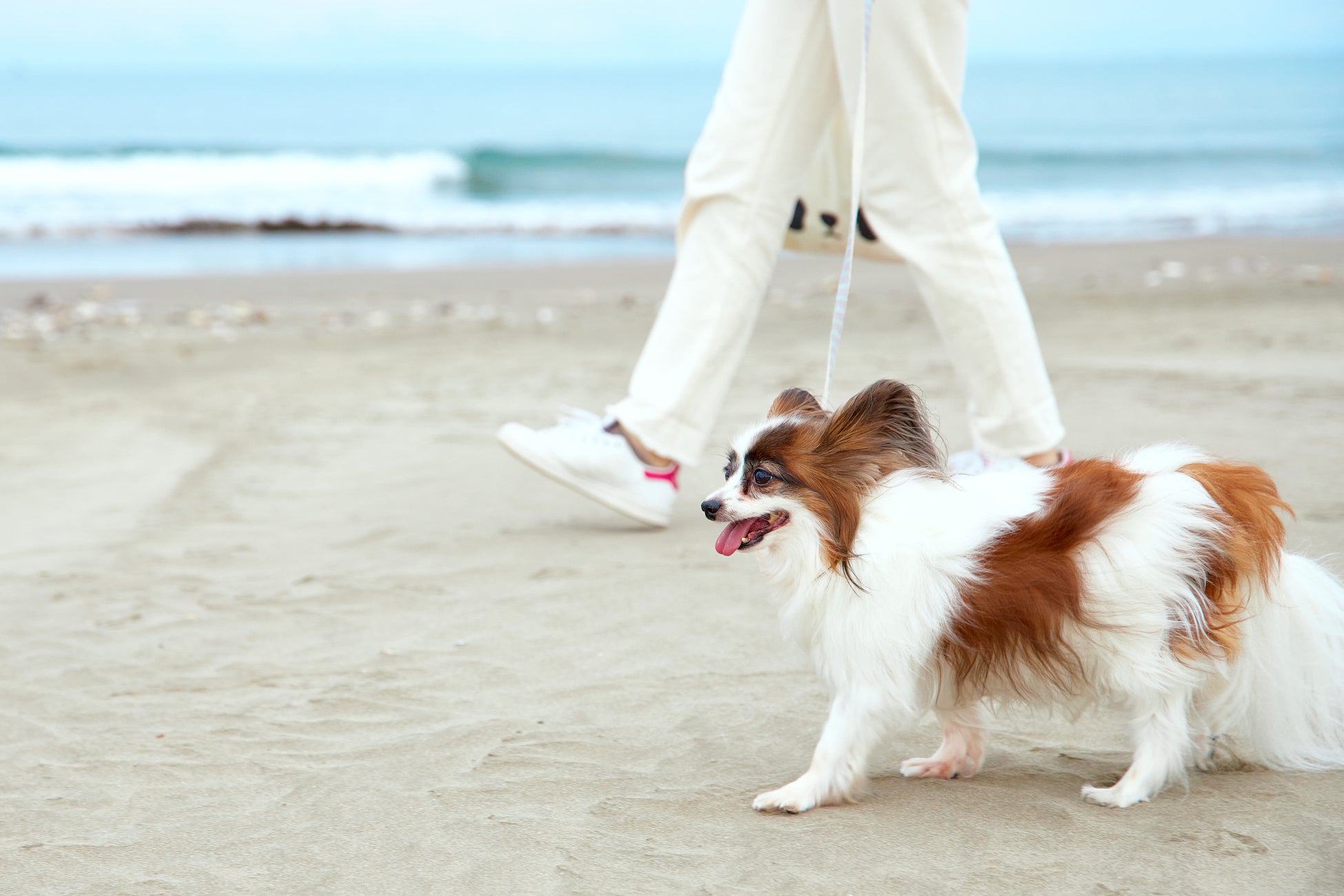 【愛犬の心身を整える究極の休日】Doggy’s Coast Oaraiにて、ドッグ整体師による「ワンちゃんリフレッシュ・整体ステイ」を開催！ 〜 愛犬の歩行や姿勢をサポートする新体験を提案 〜