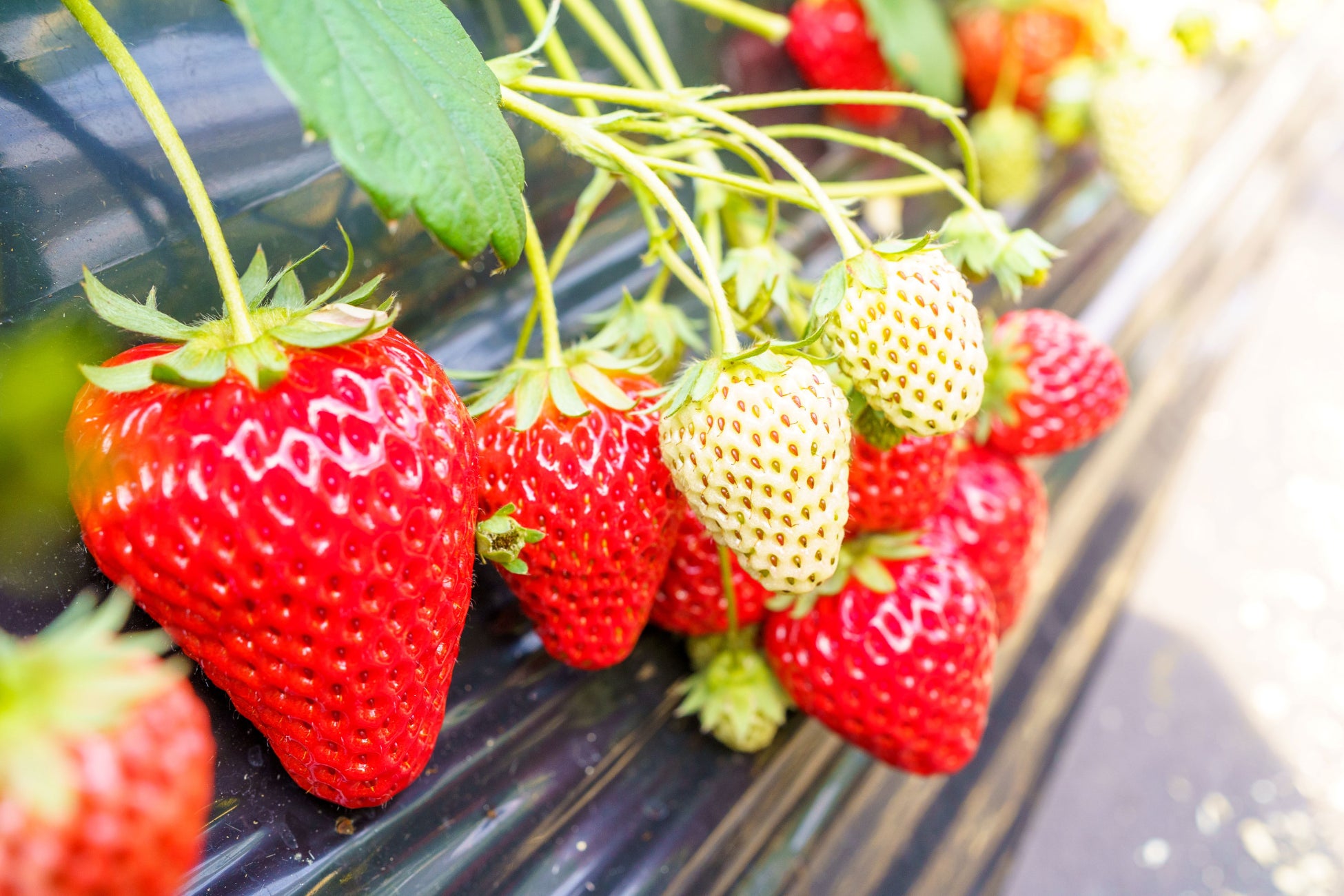 休暇村館山では、平日限定でいちご狩り30分食べ放題チケットが付いた宿泊プランを1月13日より販売　～皇室献上の確かな品質。館山のいちごを思う存分お召し上がりください～