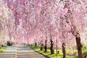 2026年も「プリンス ワイキキ」で極上のひとときを…新春初売りプランが登場！