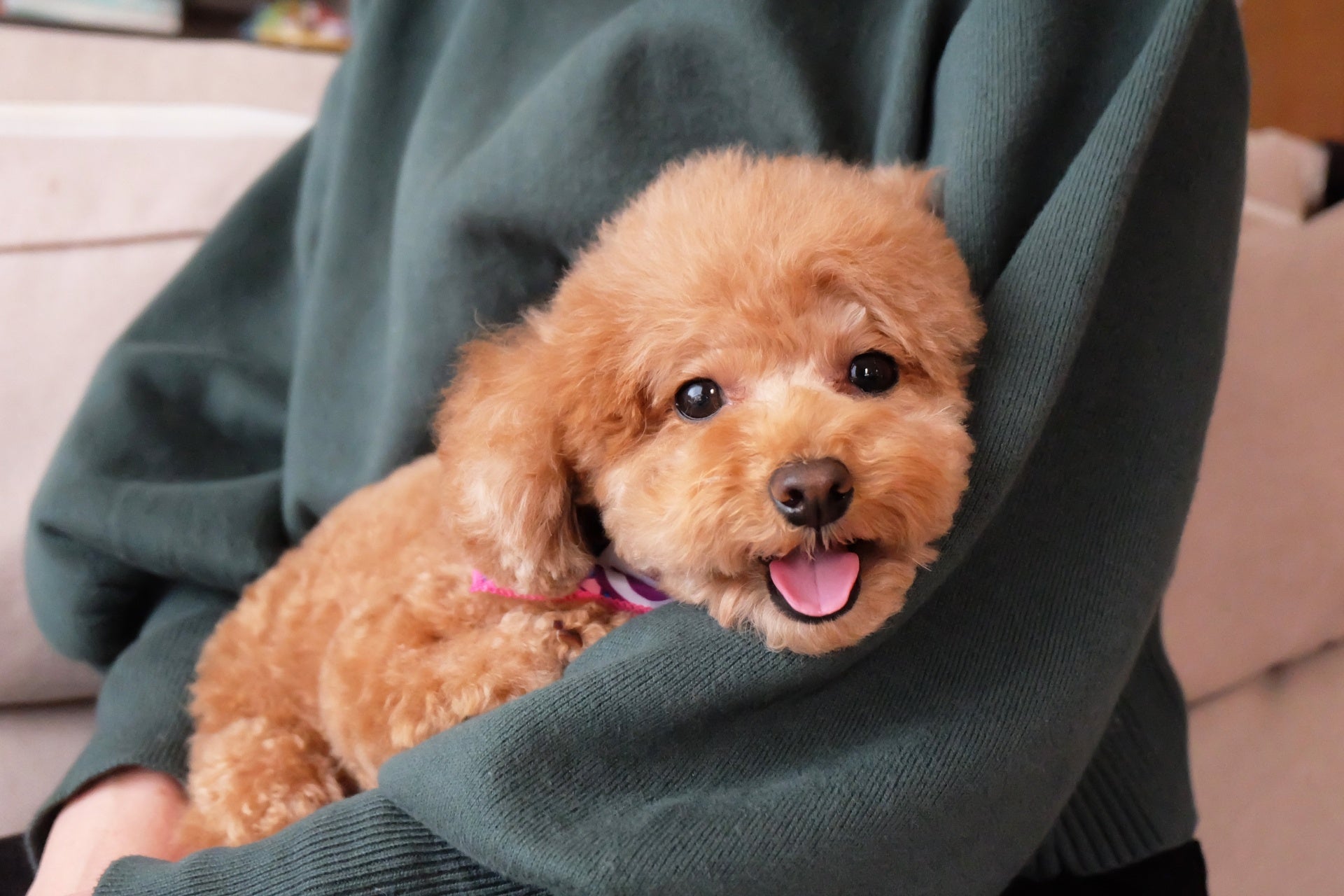 【リーガロイヤルホテル広島】1日1室限定『ペットフレンドリールーム』が誕生